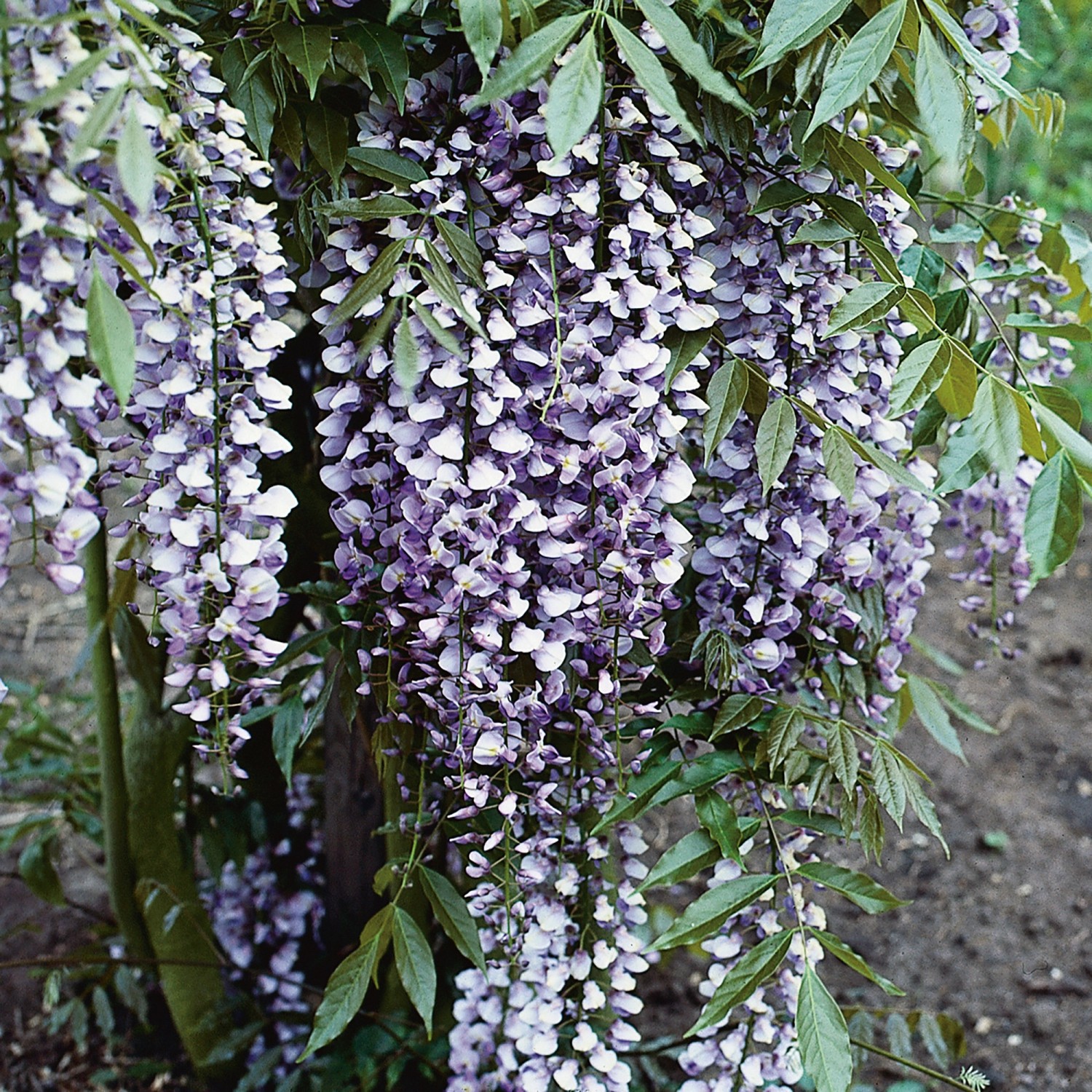 Blühender Blauregen Mix (Wisteria) mit violetten, rosafarbenen und weißen Blüten im Topf.