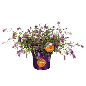 GROW by OBI Sommerflieder Summer Lounge Höhe 20-30cm Topf 2,3 l Buddleja davidii