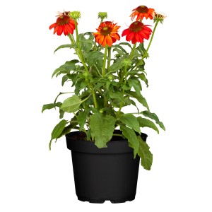 Roter Sonnenhut 'Panama Red' im Topf, leuchtend rote Blüten, Topfgröße ca. 19 cm.