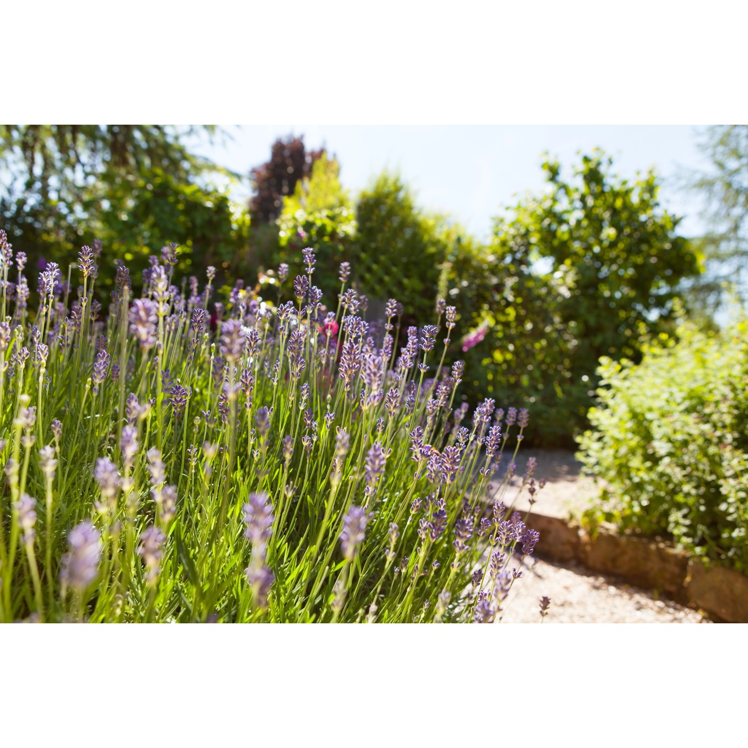 Blühender Echter Lavendel (Lavandula Angustifolia) im Garten, violette Blüten.