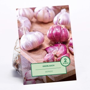 Knoblauch Morado, 2 Stück, zum Pflanzen. Violette Knoblauchzehen auf Holzbrett.