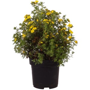 Gelber Fingerstrauch Dakota Sunspot im Topf, ca. 30 cm hoch. Potentilla Blütenstrauch.