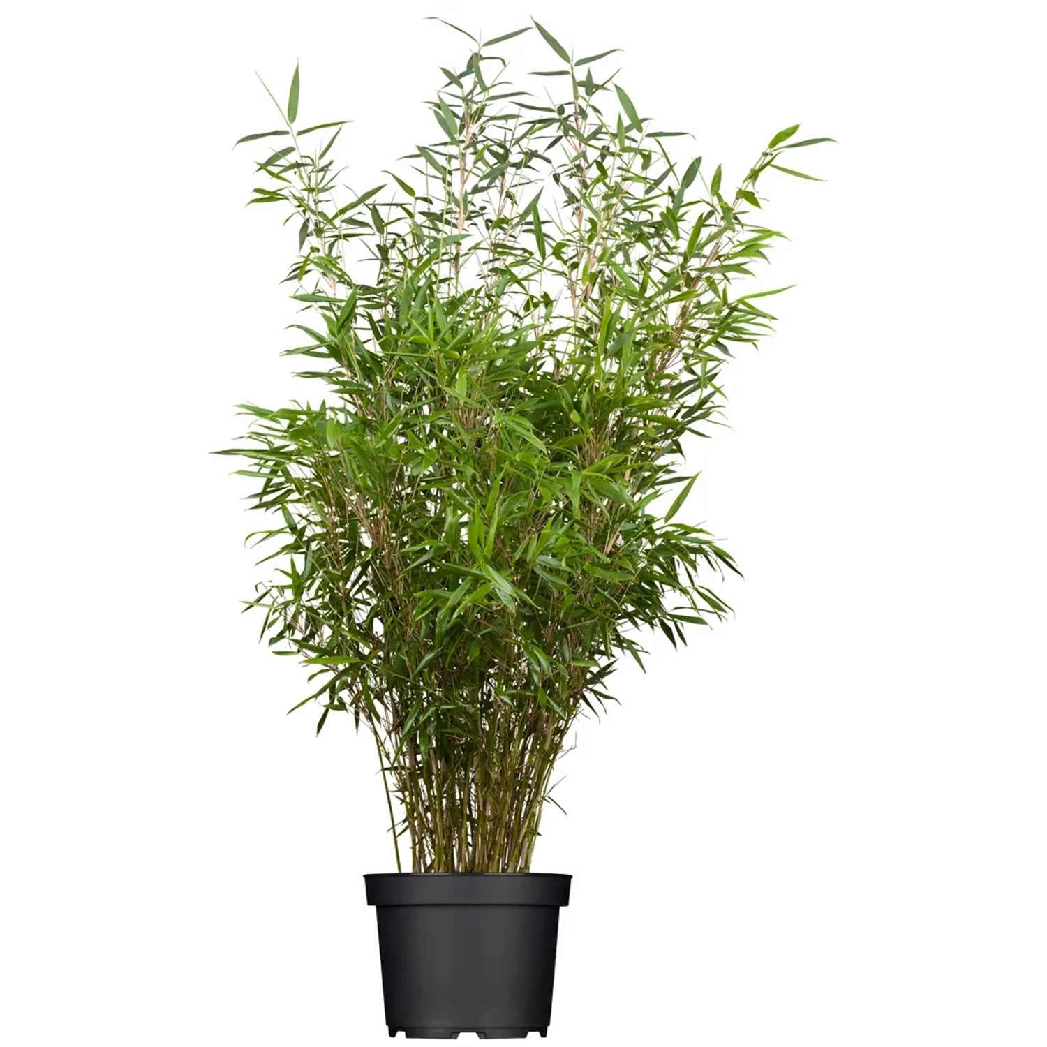 black raven glücksfeder Glücksfeder 'Raven' - Zamioculcas zamiifolia Raven main image 1