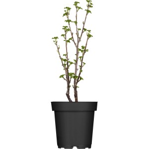 Junge rote Johannisbeere (Ribes) im Topf, ca. 40-60 cm hoch.