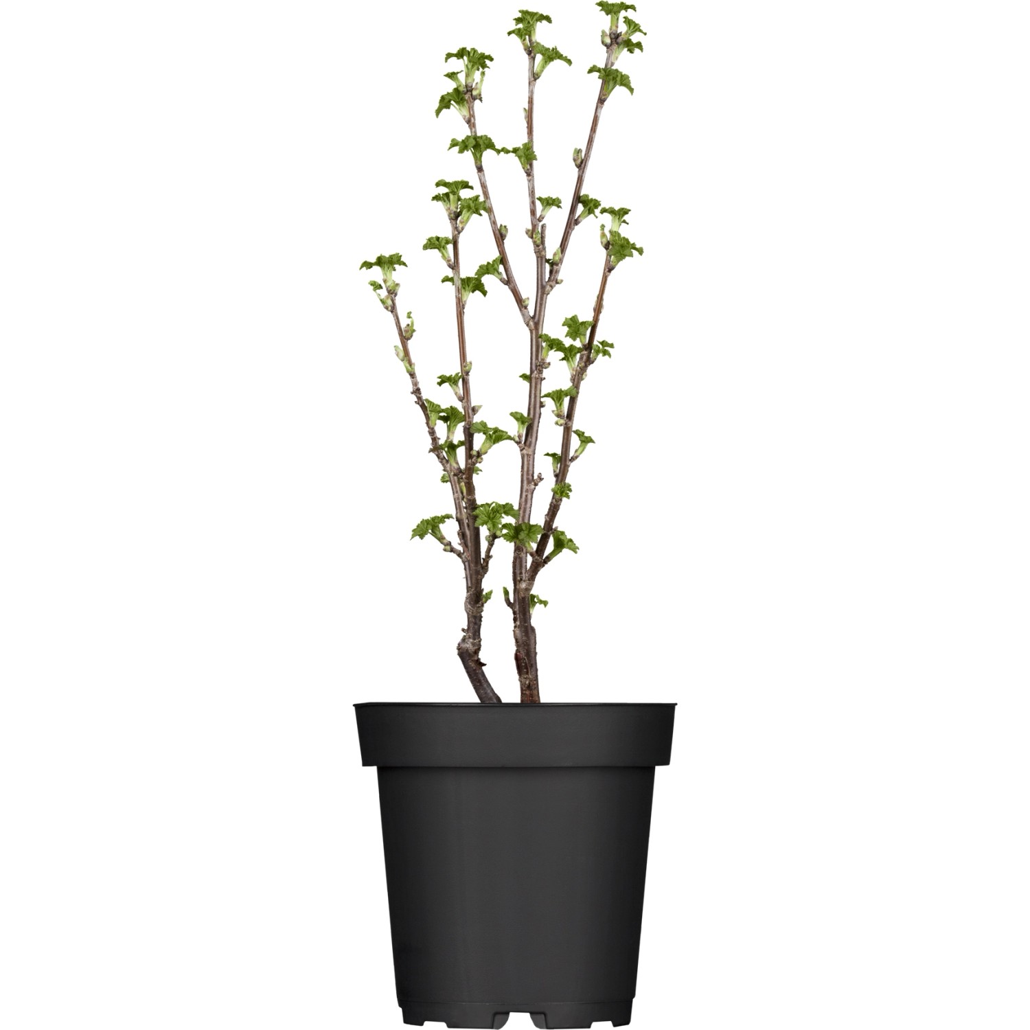 Junge rote Johannisbeere (Ribes) im Topf, ca. 40-60 cm hoch.