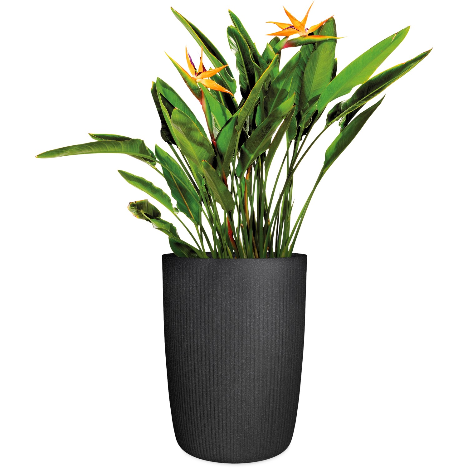 Schwarze Scheurich Pflanzsäule Linetto High, 38x54cm, mit Pflanze. Ideal für Garten und Balkon.