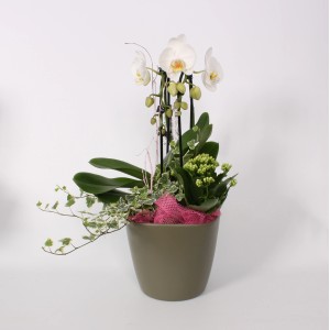Orchideen-Arrangement im Keramiktopf (Ø 20cm) mit weißer Phalaenopsis, Kalanchoe und Efeu.