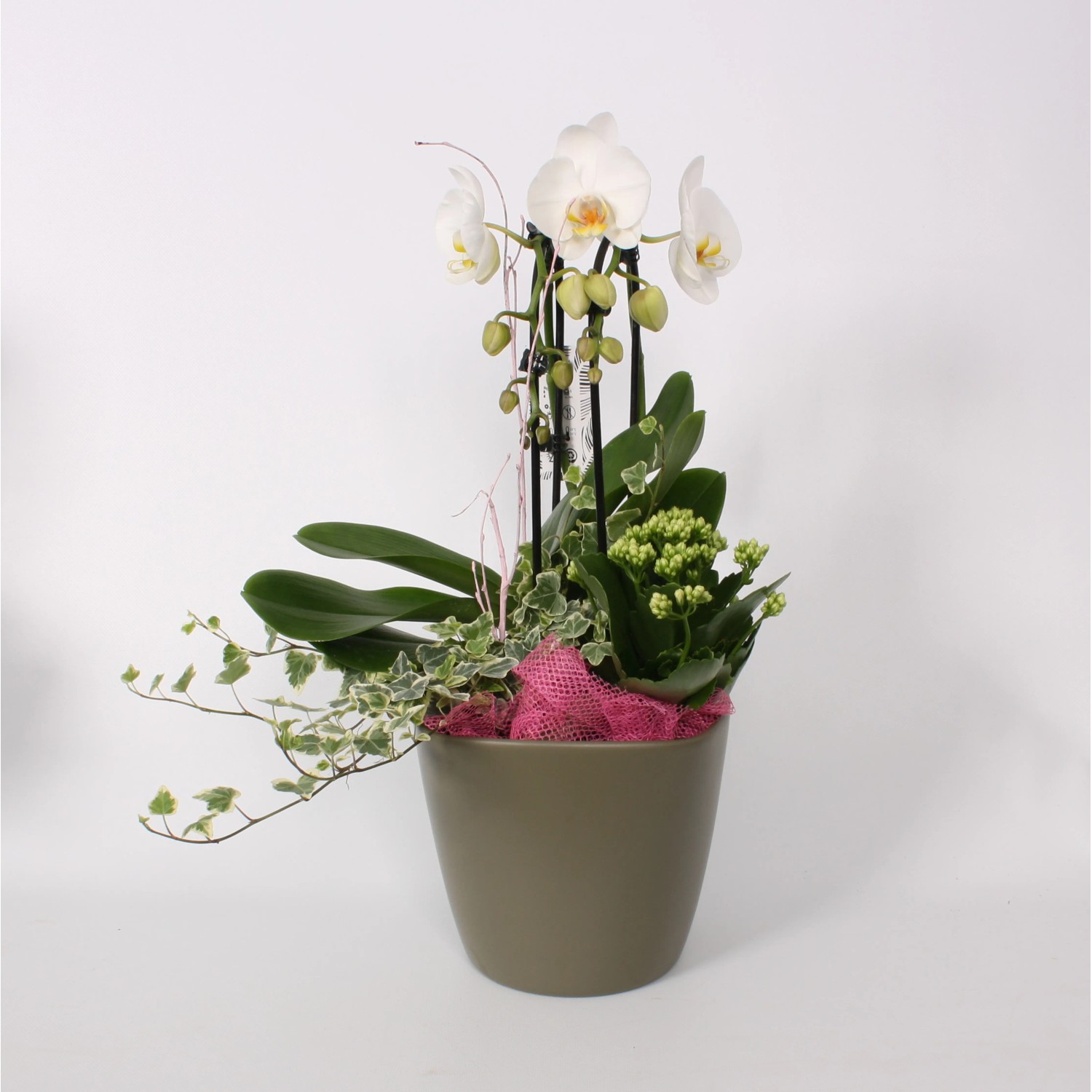 Orchideen-Arrangement im Keramik-Gefäß Topf-Ø ca. 20 cm kaufen bei OBI
