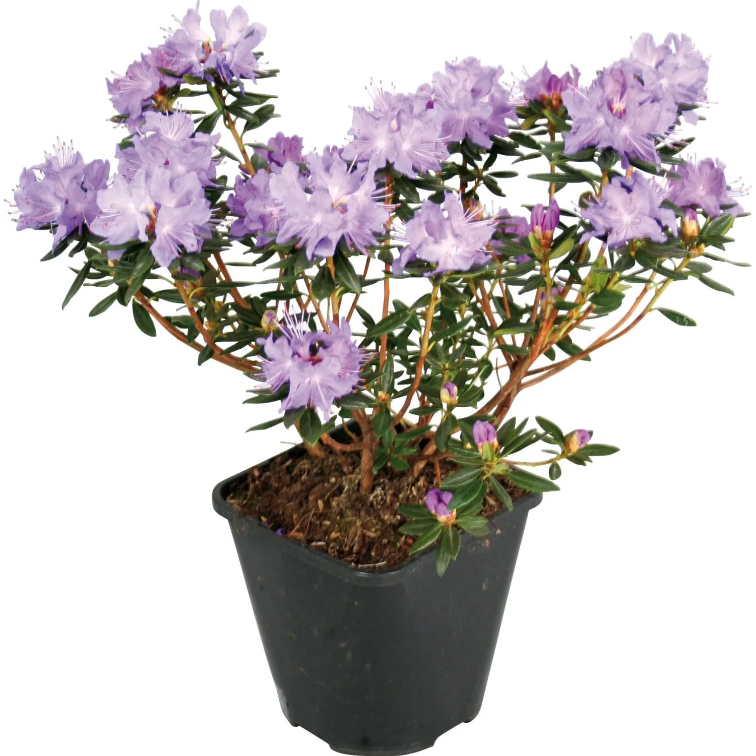 GROW by OBI Rhododendron "Lauretta" Violett-Blau Topf ca. 4,6 l kaufen bei  OBI