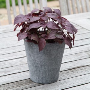 Blu Roter Shiso Perilla im Topf (ca. 12cm). Küchenkräuter mit exotischem Geschmack für Salate und Pesto.