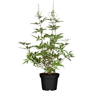 GROW by OBI Mönchspfeffer Summertime Blues Blau Höhe 40 - 60 cm 3 l Vitex agnus