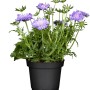 Tauben-Skabiose im Topf, lila Blüten, grüne Blätter. Bodendecker für Beet und Balkon.