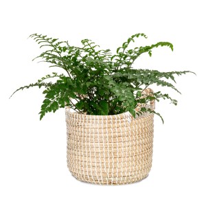 Scheurich Pflanzgefäß 514, Ø 36 cm, weiß, aus Seegras geflochten mit grüner Pflanze.