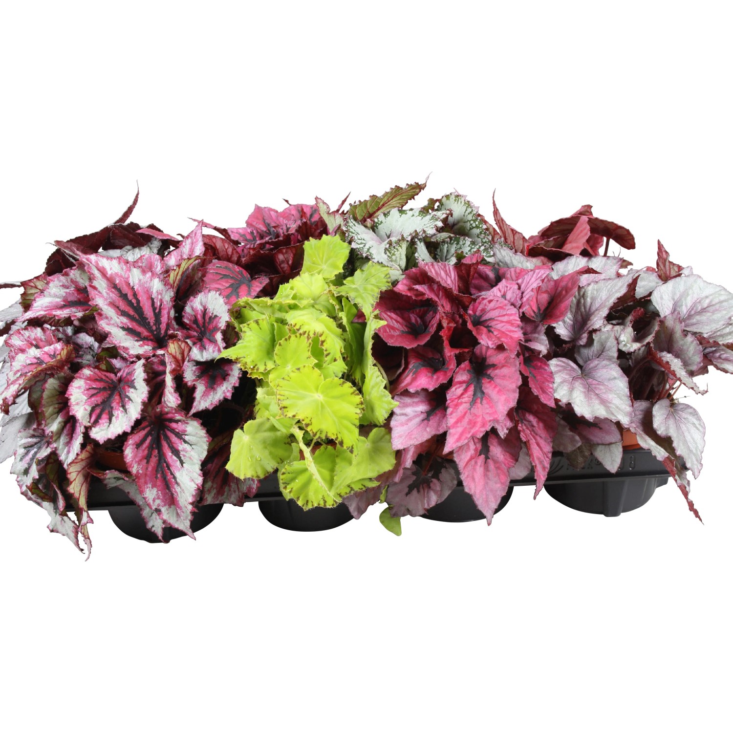 GROW by OBI Blattbegonie Beleaf verschiedene Sorten Topf  ca. 12 cm  Begonia Rex kaufen bei OBI