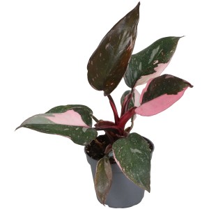 GROW by OBI Baumfreund "Pink Princess" Topf-Ø ca. 12 cm Philodendron