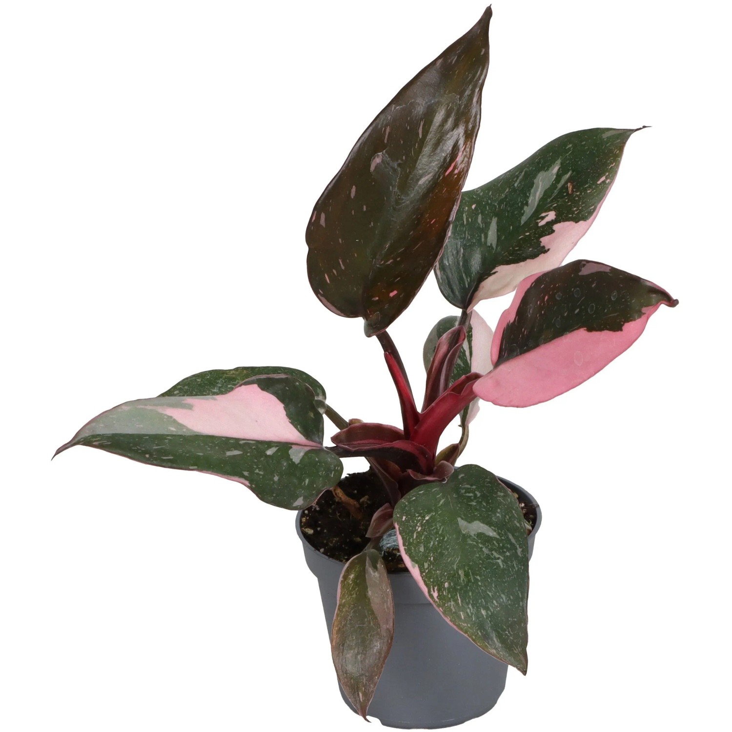 green imperial philodendron Philodendron 'Imperial Green' main image 0