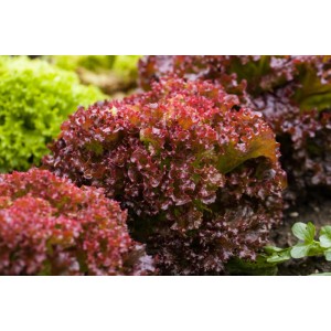6er Schale GROW by OBI Pflücksalat Lollo Rosso mit rot-grünen, krausen Blättern.