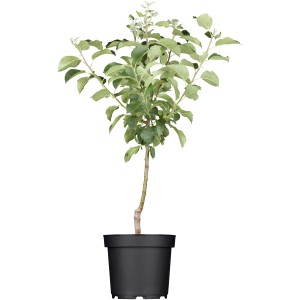 GROW by OBI Bio Winterapfel "Roter Boskoop" Rot-Gelb ca. 120-140 cm Topf ca. 7l