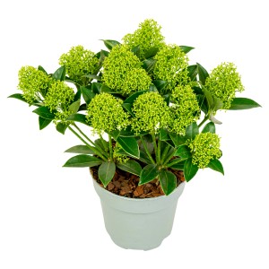 Blütenskimmie im Topf, ca. 25-30 cm hoch, mit grünen Blütenständen. Zierpflanze für Garten und Balkon.