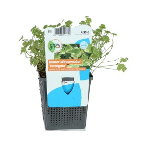 GROW by OBI Wassernabel Bunt im Topf, eine dekorative Schwimmpflanze für den Gartenteich.