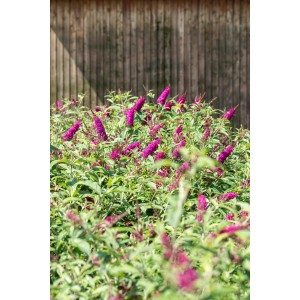 Blühender, roter Sommerflieder (Buddleja) im Topf. Schmetterlingsflieder mit roten Blüten.
