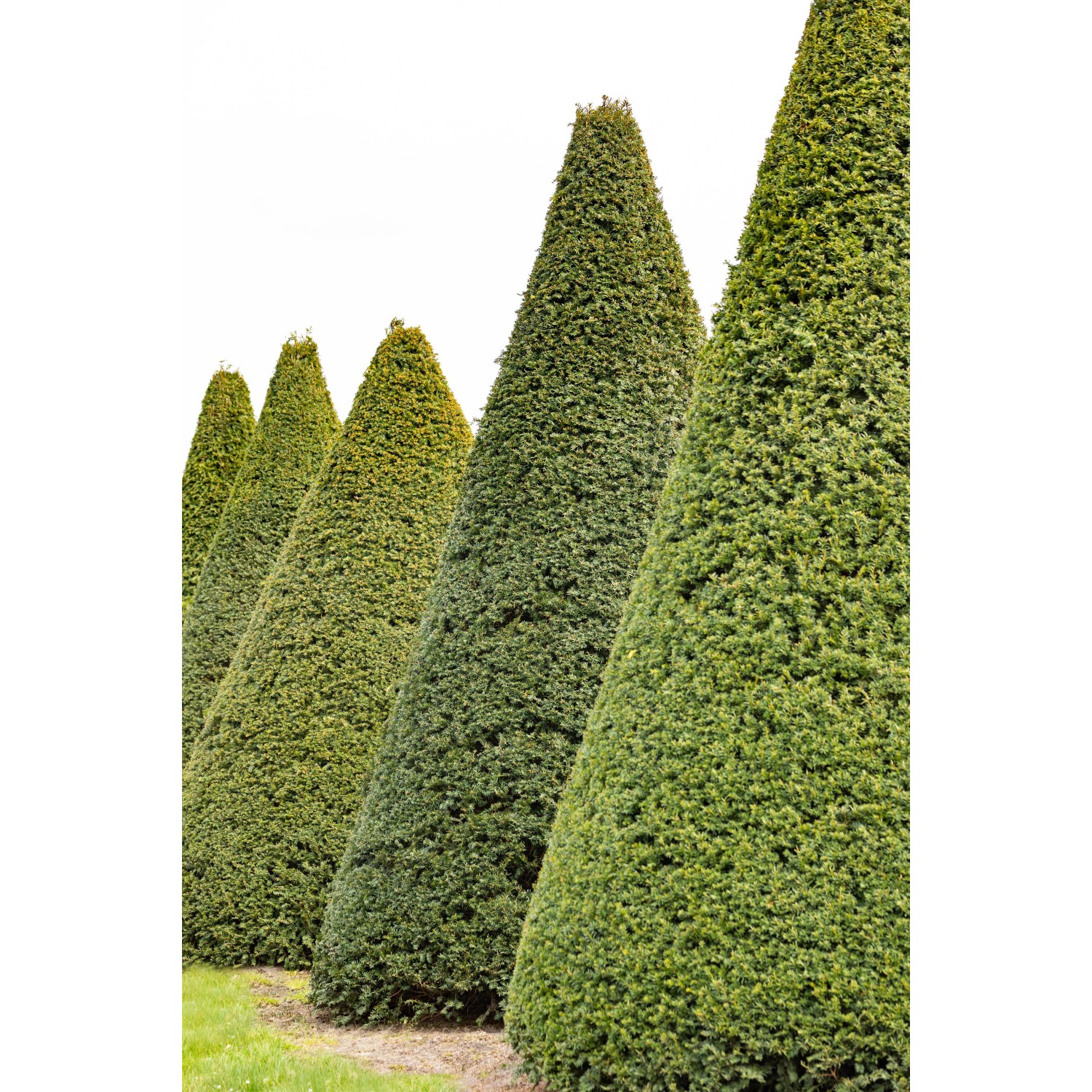 Eibe Set à 20 Stück Höhe ca. 120 140 cm Ballenware Taxus baccata