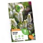 Packung GROW by OBI Traubenhyazinthe White Magic, weiße Blumenzwiebeln für Frühjahrsblüte.