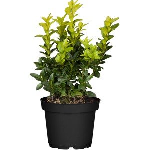Buchsbaum Höhe ca. 5 - 10 cm Topf - Ø ca. 9 cm  Buxus sempervirens