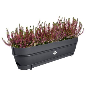 Anthrazitfarbener Elho Balkonkasten Vibia Campana 70 cm mit Heidekraut bepflanzt.