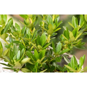 Detailaufnahme des grünen Rhododendron Bloombux Rosa im 2 l Topf von GROW by OBI.