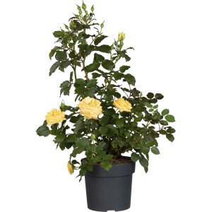 Beetrose Mix Gelb im Topf, ca. 10-20 cm hoch, mit gelben Blüten und grünen Blättern.