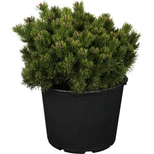 OBI Zwergkiefer "Klostergrün" Höhe ca. 20 - 30 cm Topf ca. 4,6 l Pinus mugo