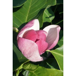 GROW by OBI Magnolie 'Cameo'® Höhe ca. 80 cm Topf 6 l Magnolia 'Cameo'®