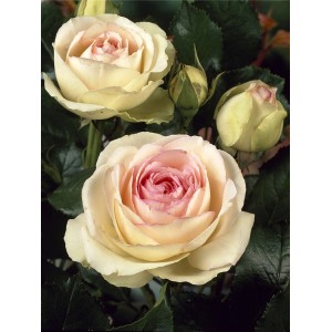 Nahaufnahme der Kletterrose 'Eden Rose '85' mit cremefarbenen Blüten und rosa Mitte.