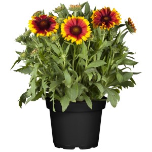 Kokardenblume 'Spintop Yellow Touch' im Topf, rot-gelbe Blüten. Bienenfreundliche Beet- und Balkonpflanze.