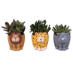 Sukkulenten-Set, 3-fach sortiert, in Tier-Übertöpfen (Löwe, Leopard, Nashorn), Topf ca. 13cm