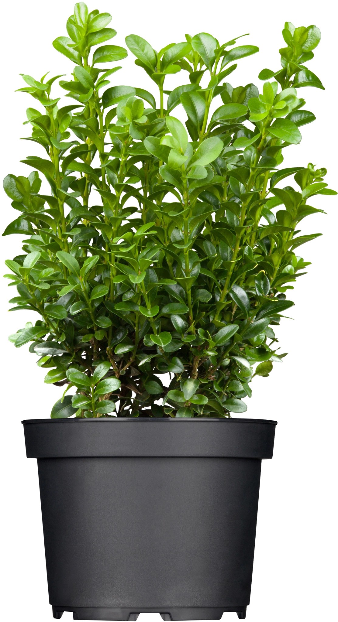 OBI Buchsbaum Höhe ca. 40 50 cm Topf ca. 5 l Buxus sempervirens