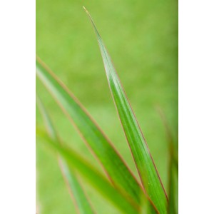 Nahaufnahme: Blätter des Drachenbaums (Dracaena marginata) mit rotem Rand.