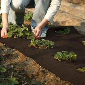 Dunkelbraune Kokosmatte als Winterschutz im Gartenbeet mit Erdbeerpflanzen.