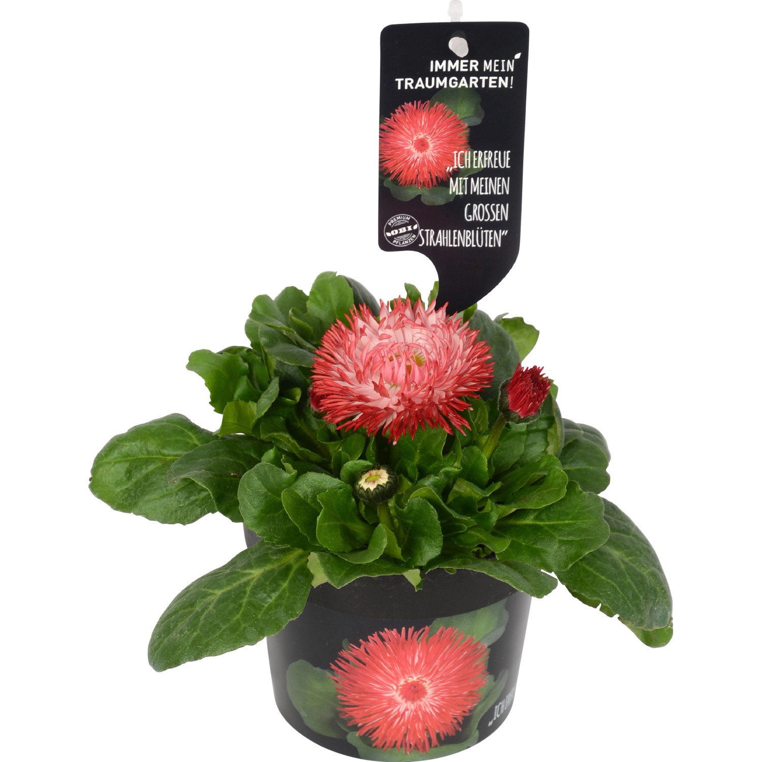Tausendschön "Habanera" Rot TopfØ ca. 12 cm Bellis perennis kaufen bei OBI