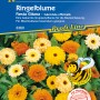 Kiepenkerl Ringelblume Fiesta Gitana, gelb-orange Blüten im Beet.