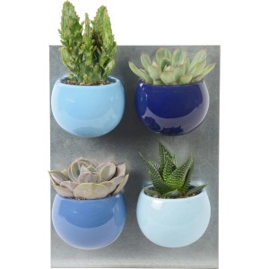 Mini-Sukkulenten im Magnettopf in Blautönen, 4er Set auf einer grauen Magnettafel.