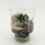 Sukkulenten-Trio in Glasvase, Topf-Ø ca. 15 cm, dekoratives Pflanzen-Arrangement für den Innenbereich.
