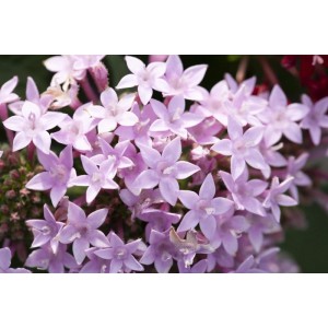 Nahaufnahme des zartrosa blühenden Fünfzahlstrauchs (Pentas lanceolata) von GROW by OBI.