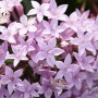 Nahaufnahme des zartrosa blühenden Fünfzahlstrauchs (Pentas lanceolata) von GROW by OBI.
