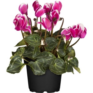 Zimmer-Alpenveilchen im Topf, pinke Blüten mit weißem Rand, grüne Blätter.