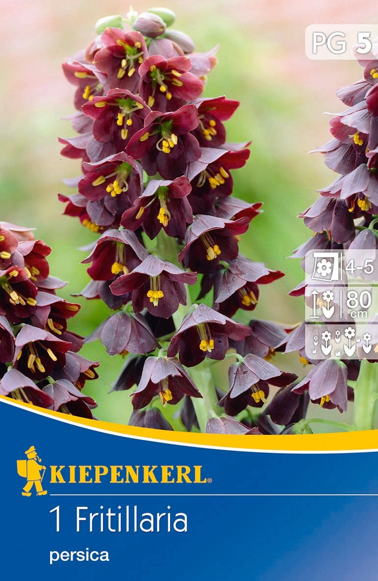 Kiepenkerl Blumenzwiebel Kaiserkrone Fritillaria Persica Lila St Ck