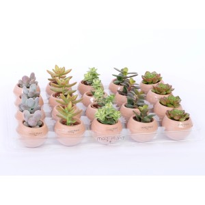 Verschiedene Haworthien im Tontopf mit Magnet, Topf-Ø ca. 6 cm.