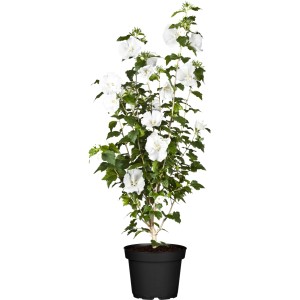 OBI Roseneibisch Weiß im Topf, ca. 30-40 cm hoch, mit zahlreichen weißen Blüten.