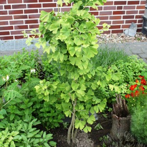Ginkgo-Baum im Topf (ca. 12 cm Ø) mit grünen Blättern im Garten.